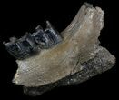 Fossil Rhino (Stephanorhinus) Jaw Section - Germany #35700-2